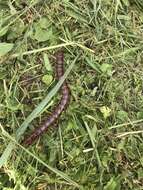 Image of Florida Keys Centipede