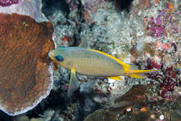 Image de Chromis analis (Cuvier 1830)