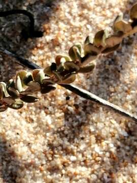 Imagem de Linaria polygalifolia Hoffmgg. & Link