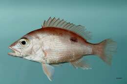 Image of Bream