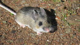 Imagem de Peromyscus levipes Merriam 1898