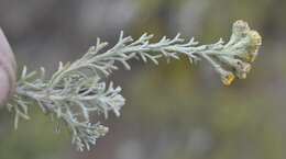 Image of Pentzia trifida Schltr. ex Magee & J. C. Manning