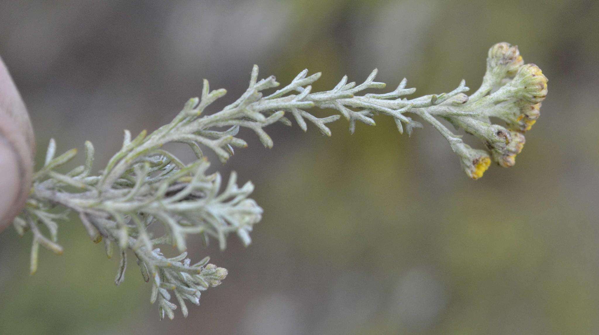 Image of Pentzia trifida Schltr. ex Magee & J. C. Manning