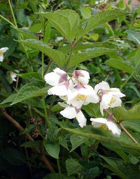 Image of Philadelphus purpurascens (Koehne) Rehder