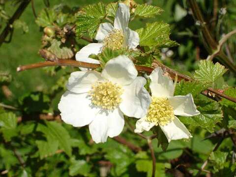 Image of delicious raspberry