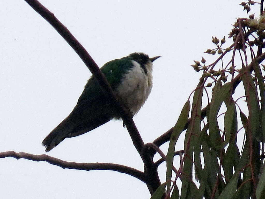 Image of Klaas's Cuckoo