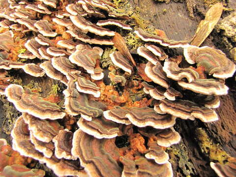 Image of Turkey Tail