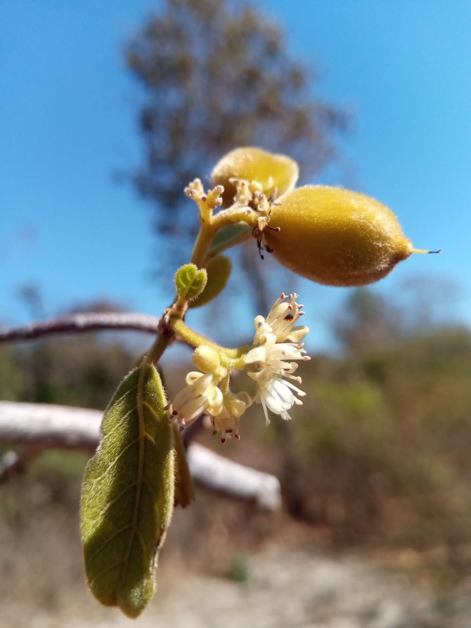 Imagem de Dichapetalum bojeri (Tul.) Engl.