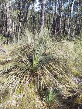 Image of Xanthorrhoea semiplana subsp. semiplana