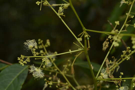 Image of Archidendron bigeminum (L.) I. C. Nielsen