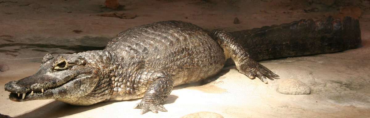 Image of Common Caiman