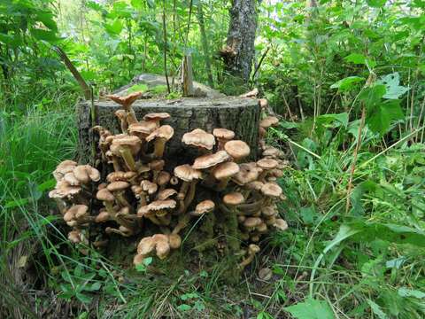 Слика од Armillaria borealis Marxm. & Korhonen 1982