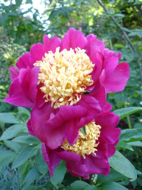 Plancia ëd Paeonia lactiflora Pall.