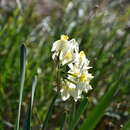 Imagem de Narcissus tazetta subsp. italicus (Ker Gawl.) Baker