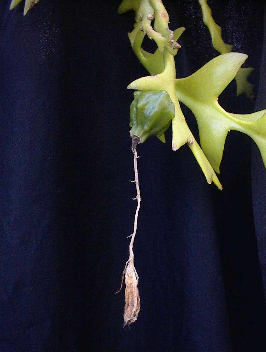 صورة <i>Disocactus anguliger</i>
