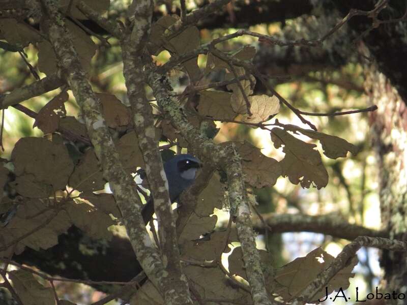 Image of Dwarf Jay