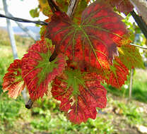 Image of wine grape