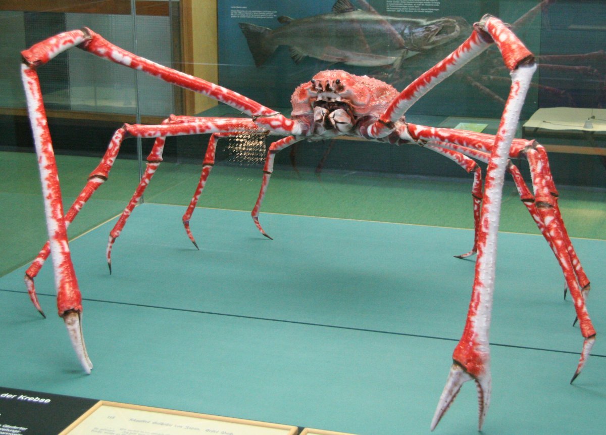 Japanese Spider Crab Media Encyclopedia Of Life   509.1387638 