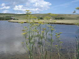 Image of fennel