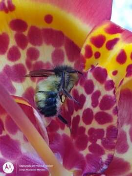 Image of Bombus weisi Friese 1903