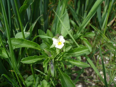 Image of Field Pansy