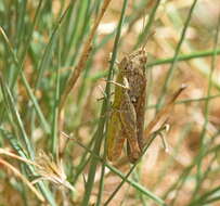 Imagem de Chorthippus (Glyptobothrus) maritimus subsp. maritimus Mistshenko 1951