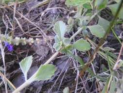 Image of Plectranthus lasianthus (Gürke) Vollesen