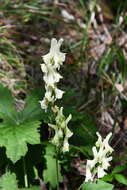 Imagem de Aconitum umbrosum (Korsh.) Kom.