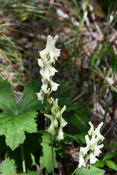 Image of Aconitum umbrosum (Korsh.) Kom.