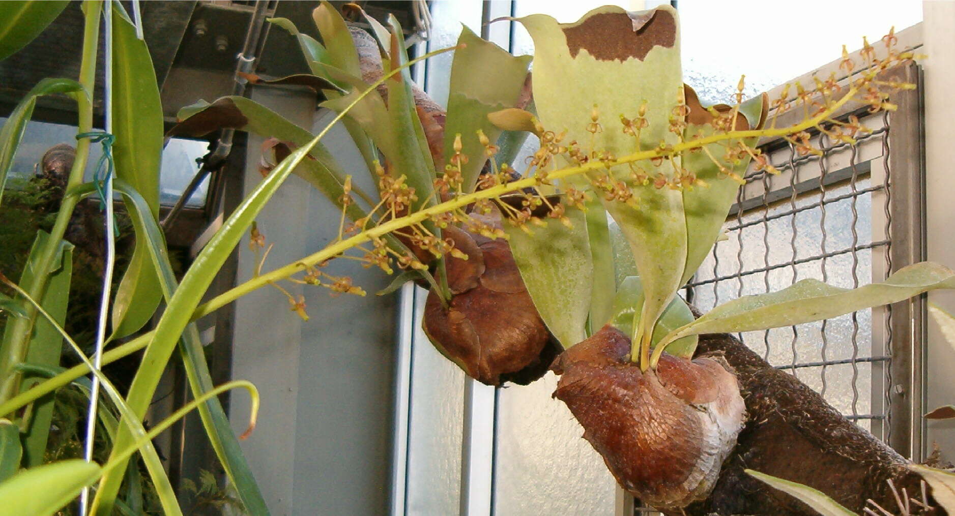 Image of Nepenthes tobaica Danser