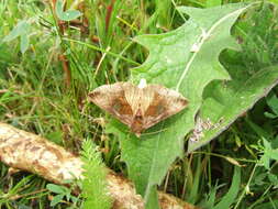 Autographa bractea Schiffermüller 1776 resmi