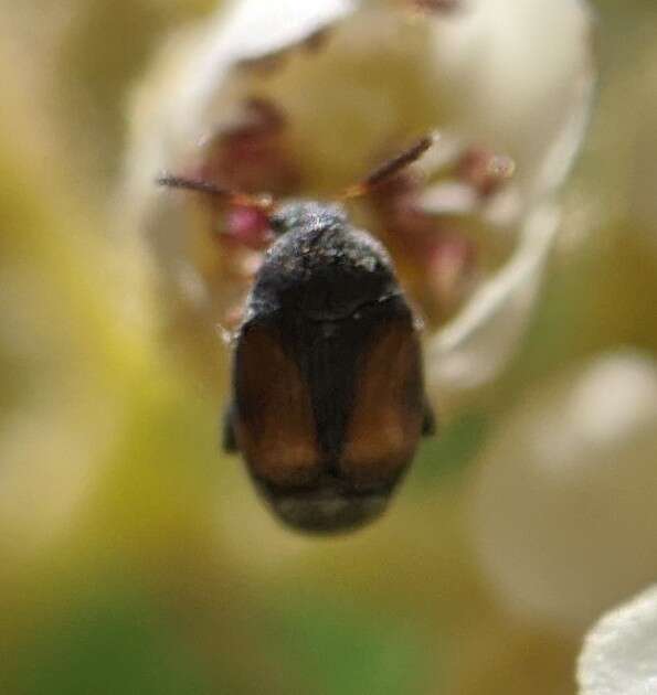 Image of Leaf beetle