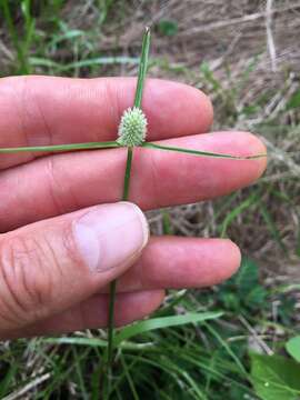 Image of Cyperus sesquiflorus subsp. sesquiflorus