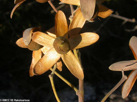 Plancia ëd Argyreia onilahiensis T. Deroin