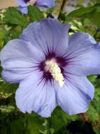 Imagem de Hibiscus syriacus L.