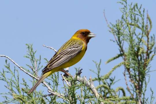 Image of Brown-headed Bunting