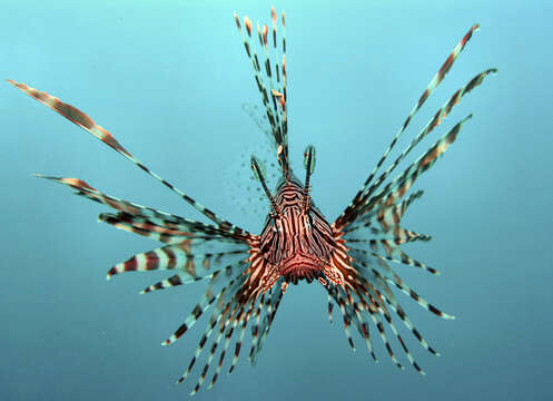 Image of Common lionfish