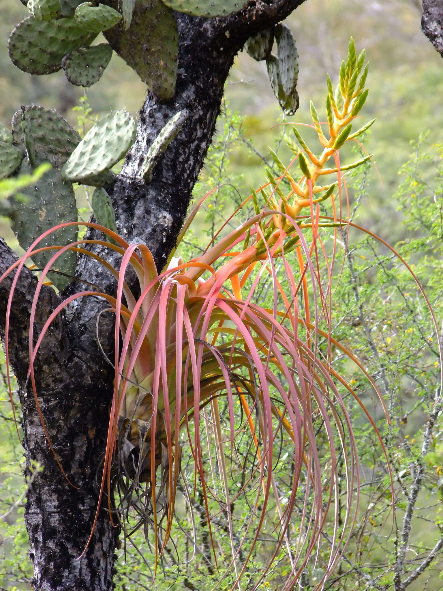 Image de Tillandsia calothyrsus Mez