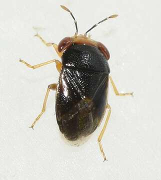 Image of Geocoris (Piocoris) erythrocephala (Lepelitier & Serville 1825)