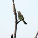 Image of Ash-colored Cuckoo