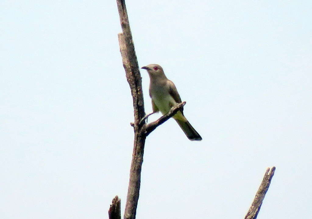 Image of Ash-colored Cuckoo