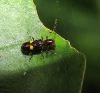 Image of <i>Phymatophaea hudsoni</i>