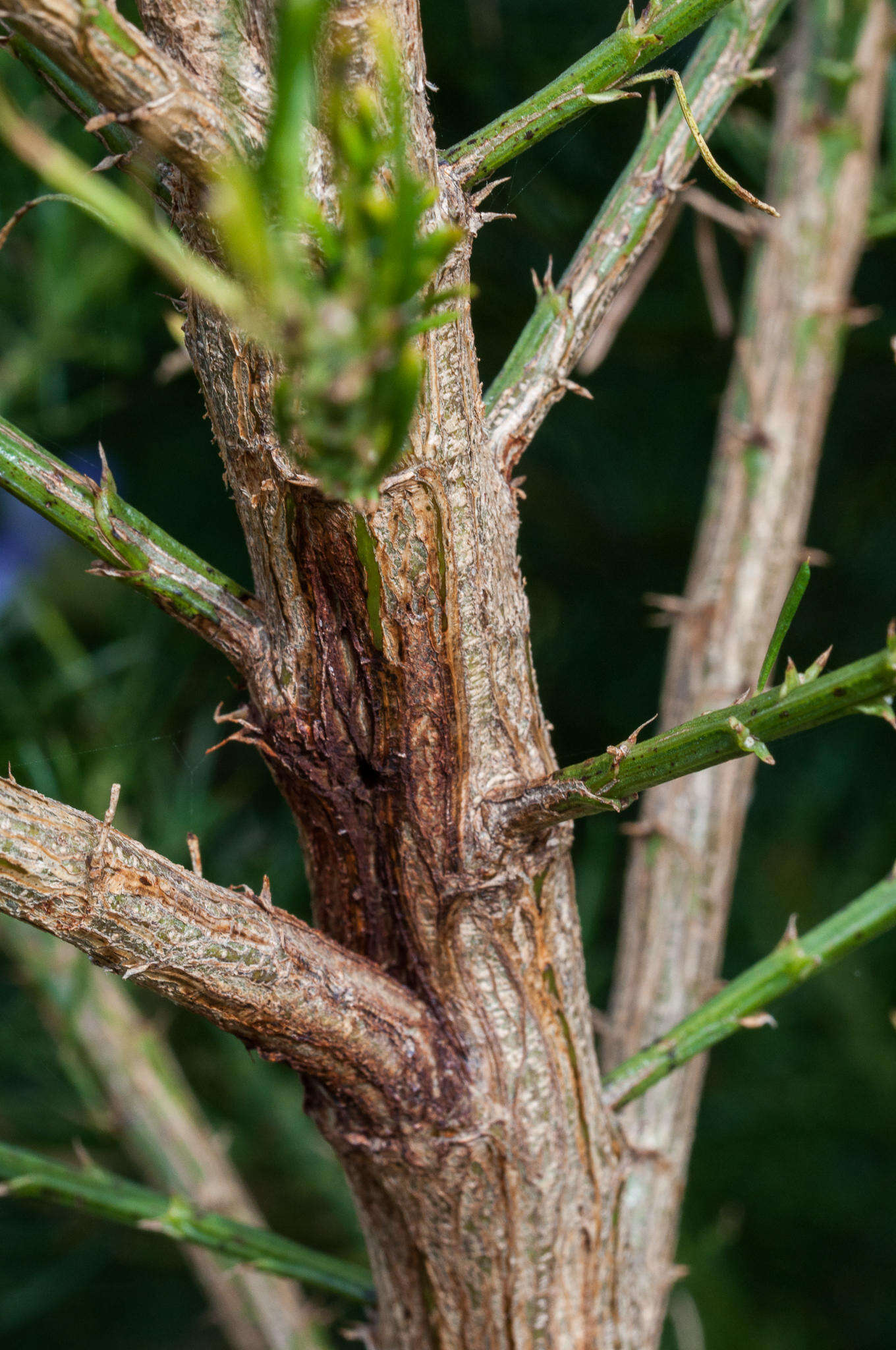 صورة Psoralea pinnata L.