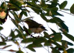 Image of Wood Warbler