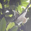 Cacatua ducorpsii Pucheran 1853 resmi