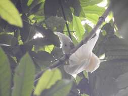 Cacatua ducorpsii Pucheran 1853 resmi