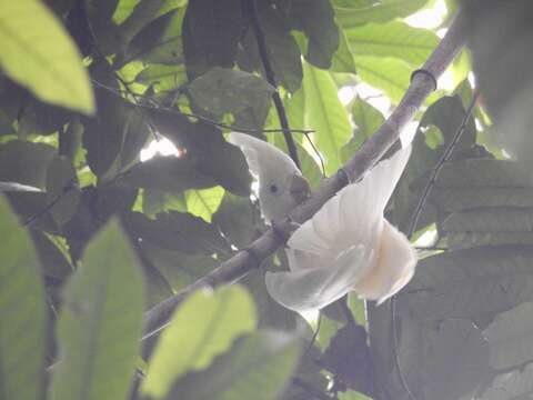 Imagem de Cacatua ducorpsii Pucheran 1853