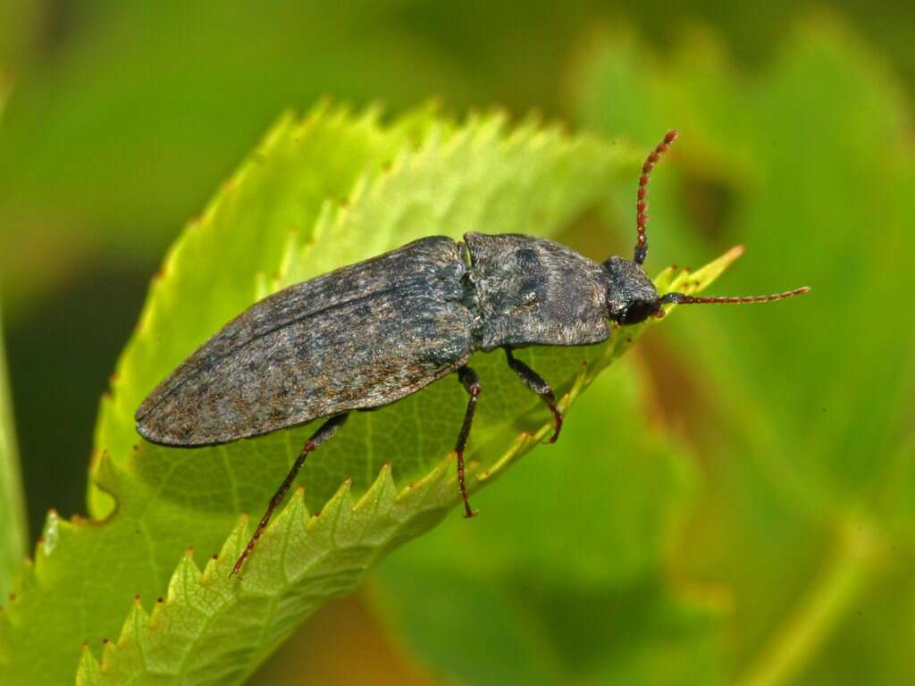 Image of Agrypnus murinus