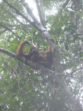 Image of Pongo pygmaeus pygmaeus (Linnaeus 1760)