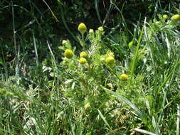 Image of disc mayweed